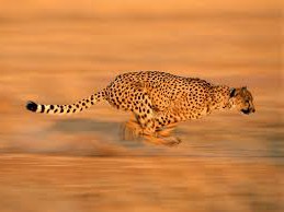 cheetah fast